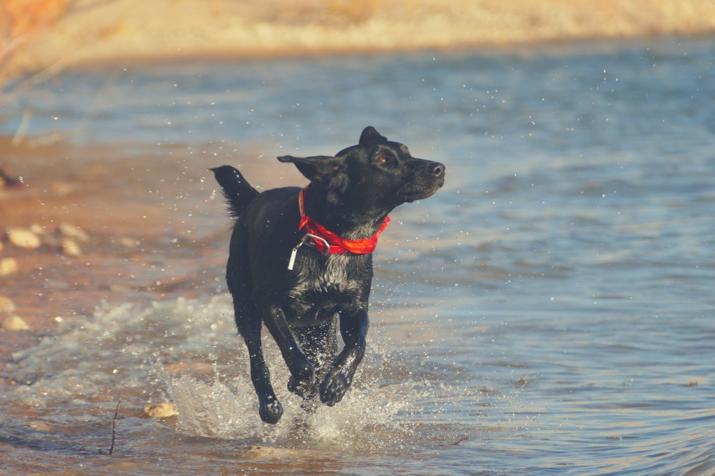a black dog that is running in the water