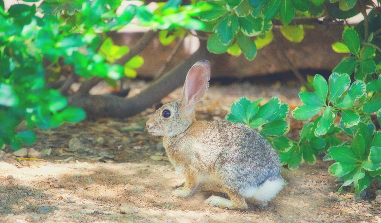 rabbit in forest trying to understand why do dogs eat rabbit poop
