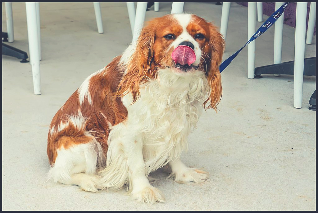 dog licking whipped cream